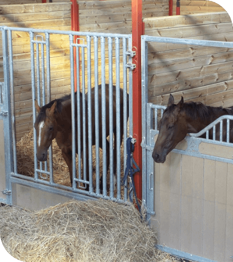 Box pour chevaux